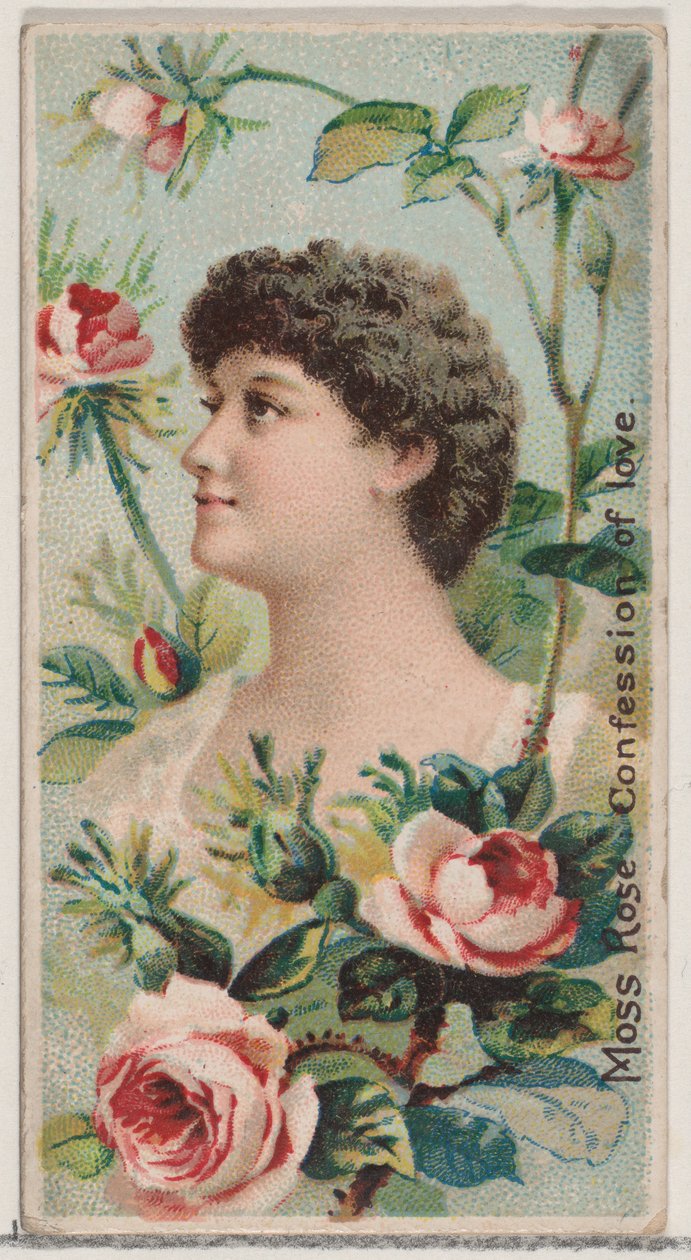Moharózsa: Szerelmi vallomás, a Virágszépségek és a Virágok nyelve című sorozatból N7..., 1892. alkotó: Donaldson Brothers