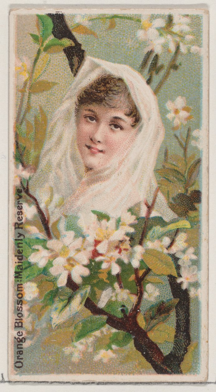 Orange Blossom: Maidenly Reserve, a Virágok szépségei és a Virágok nyelve ... sorozatból, 1892. alkotó: Donaldson Brothers