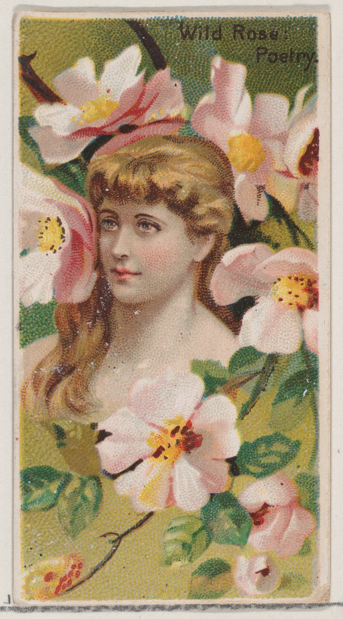 Vadrózsa: Költészet, a Virág szépségei és a virágok nyelve sorozatból N75 Duke ... számára, 1892. alkotó: Donaldson Brothers