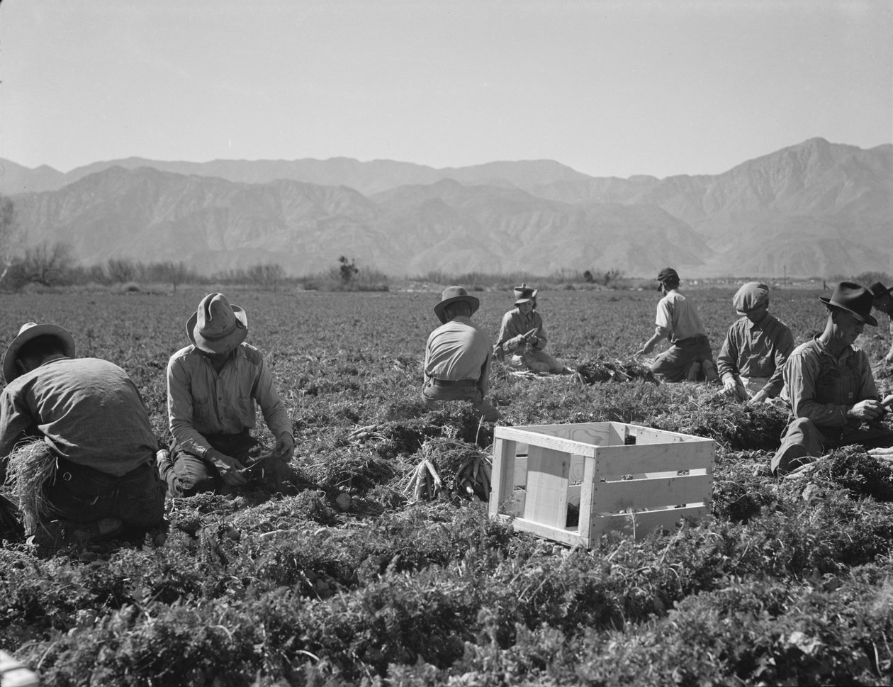 Texas, Oklahoma, Missouri, Arkansas, Mexikó, Kalifornia és Mexikó répahúzói. alkotó: Dorothea Lange