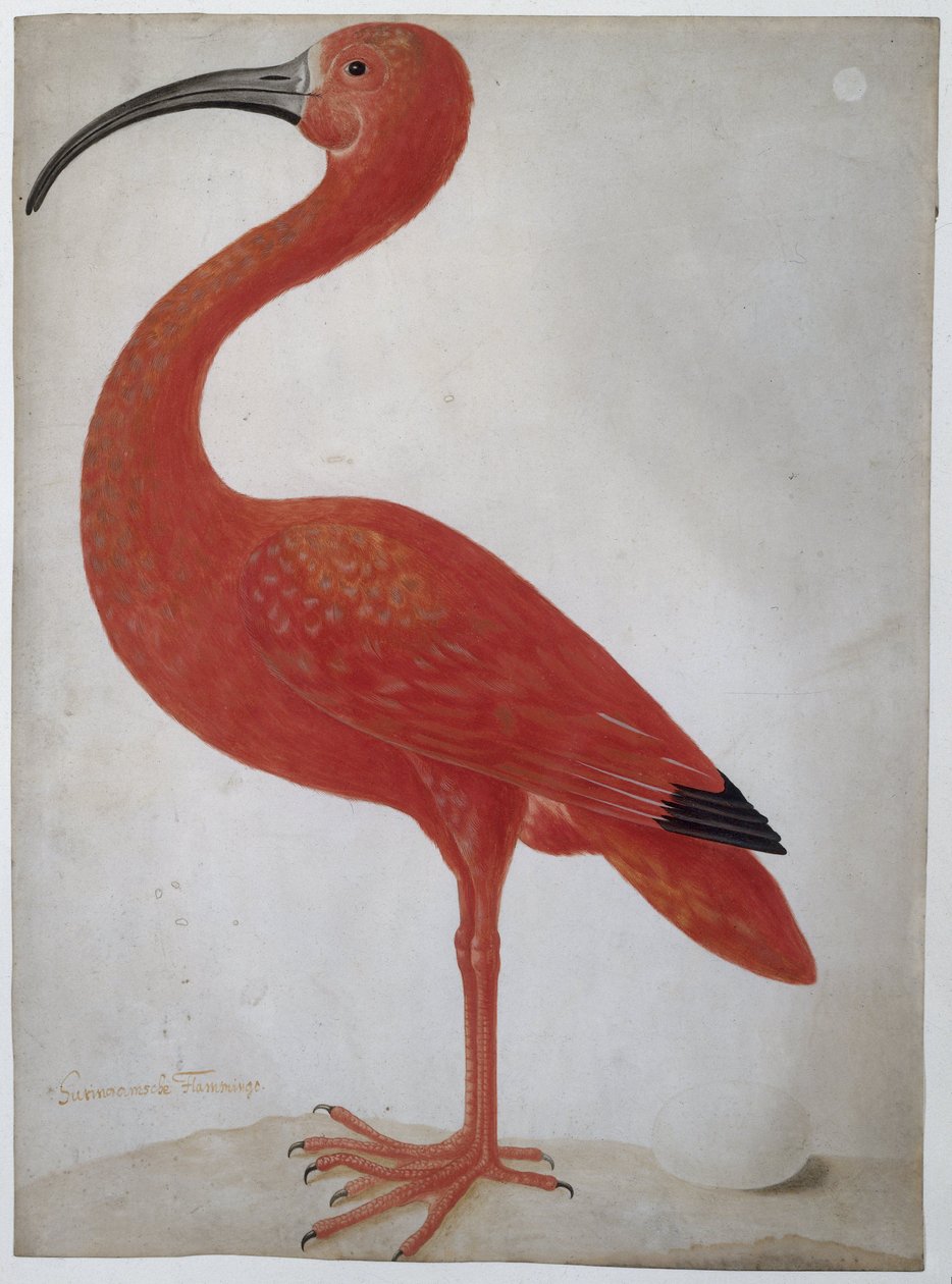 Scarlet Ibis egy tojással alkotó: Dorothea Maria Gsell