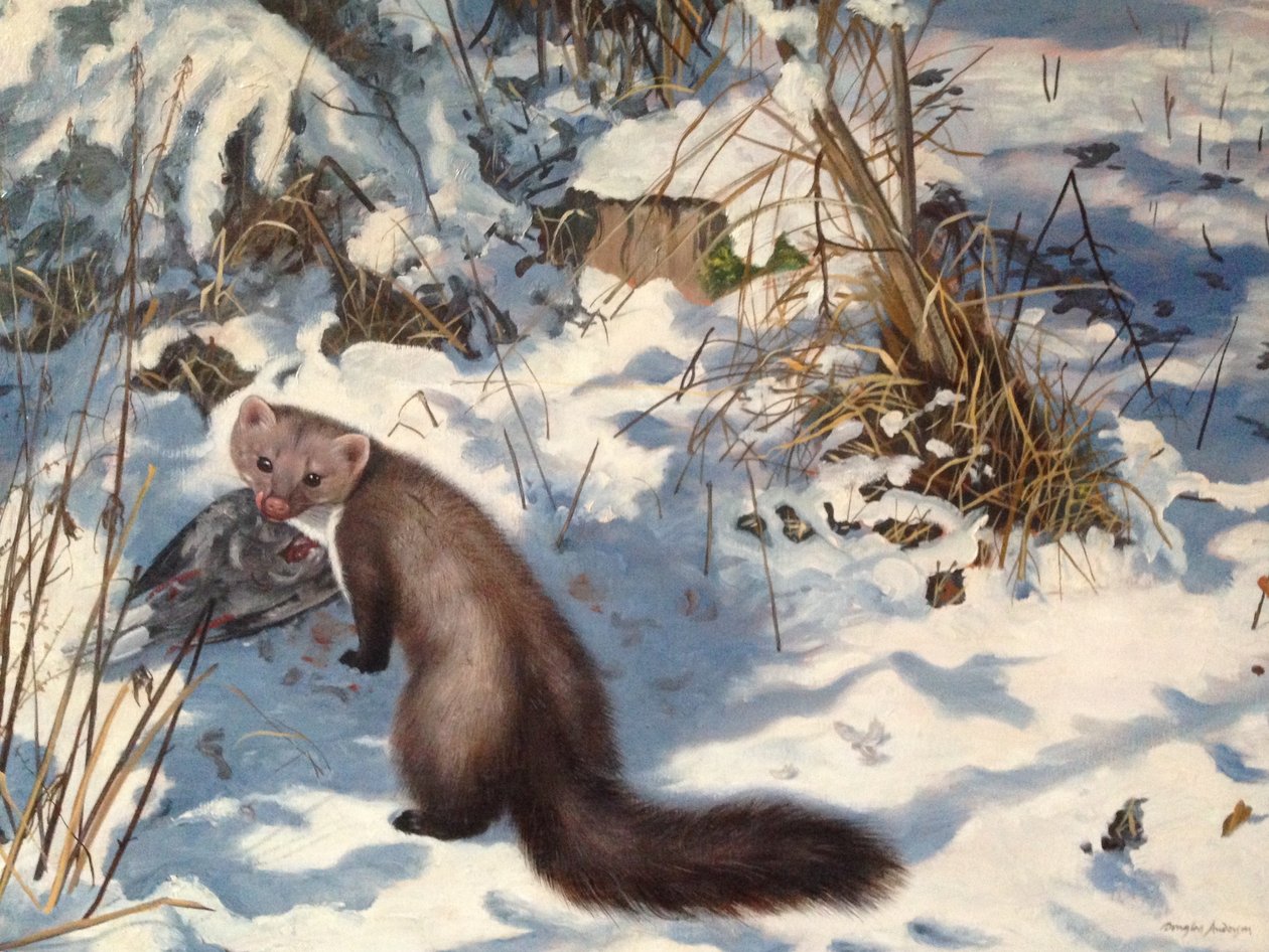 Stone Marten a hóban (olaj, vászon) alkotó: Douglas Anderson