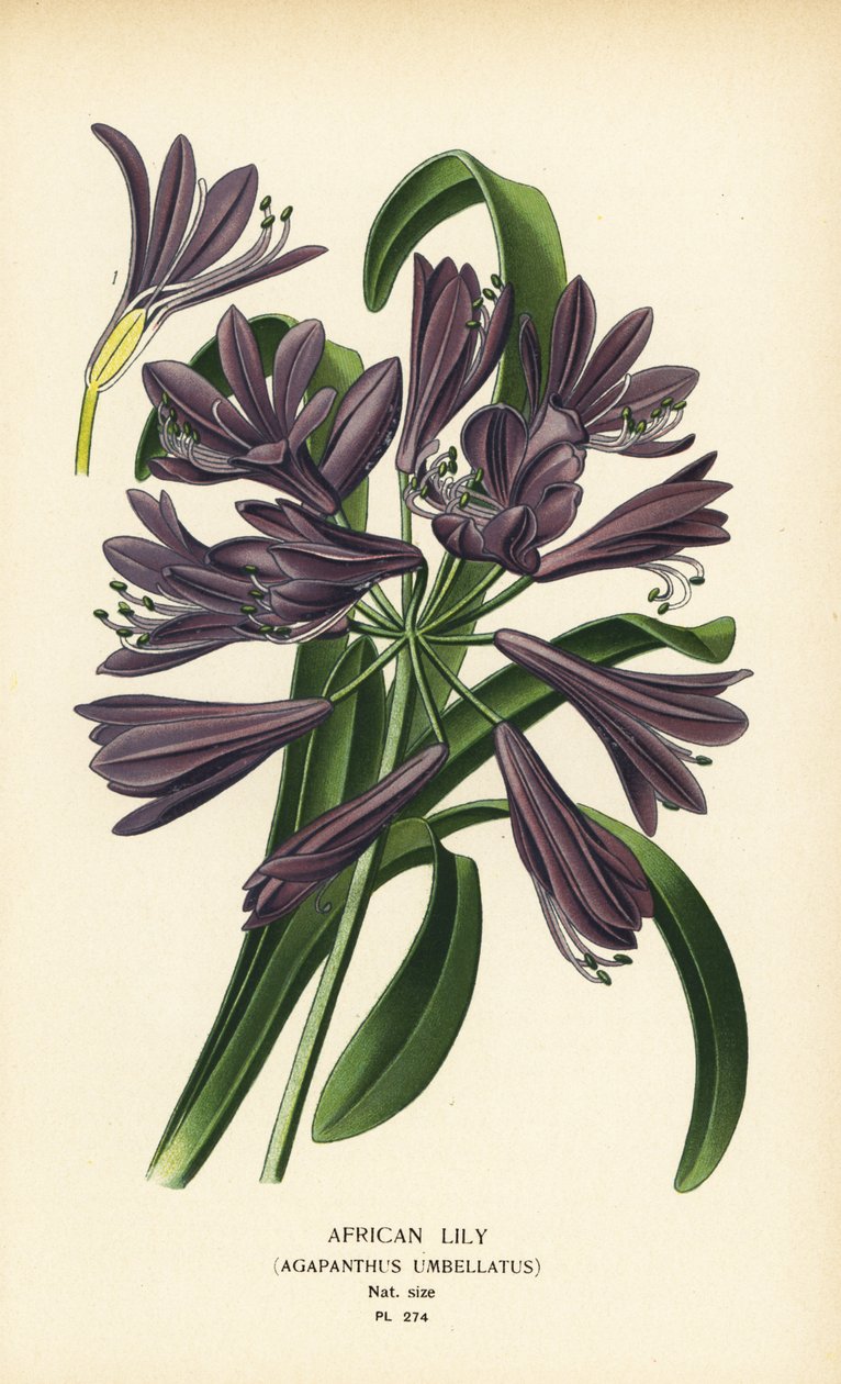 Afrikai liliom, Agapanthus africanus (Agapanthus umbellatus). Kromolitográfia Desire Bois illusztrációjából Edward Step kedvenc virágai a kertből és az üvegházból, Frederick Warne, London alkotó: Désiré Georges Jean Marie Bois