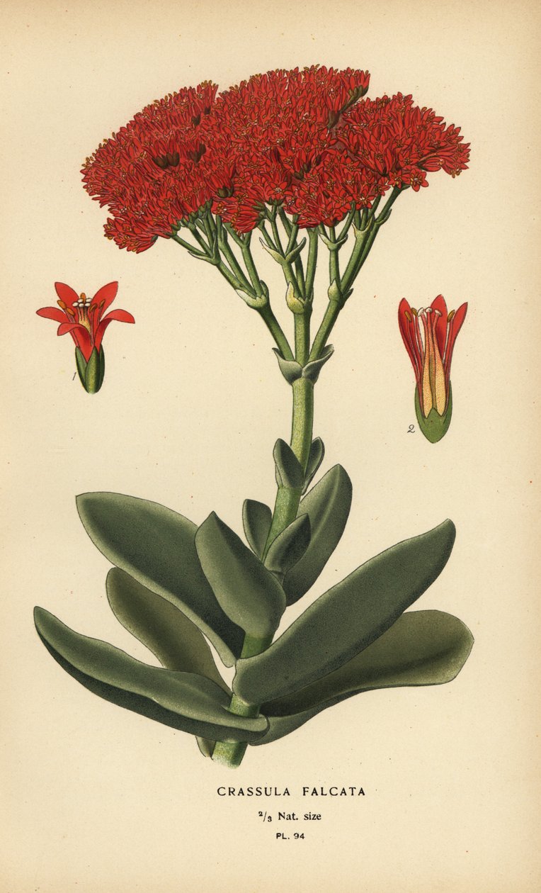 Repülőgép növény, Crassula perfoliata var. az állkapocs. alkotó: Désiré Georges Jean Marie Bois