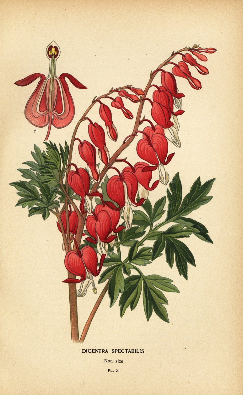 Ázsiai vérző szív, Lamprocapnos spectabilis. alkotó: Désiré Georges Jean Marie Bois