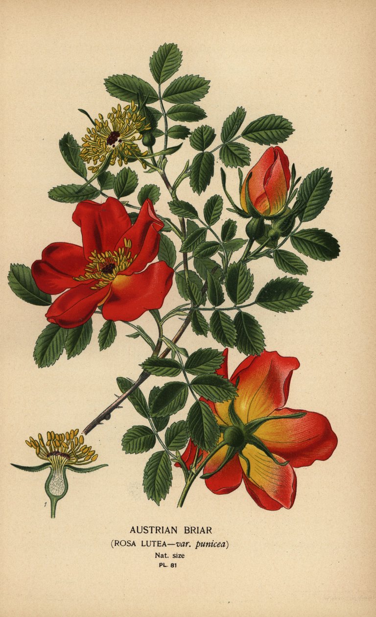 osztrák briar rózsa, Rosa lutea var. punicea. alkotó: Désiré Georges Jean Marie Bois