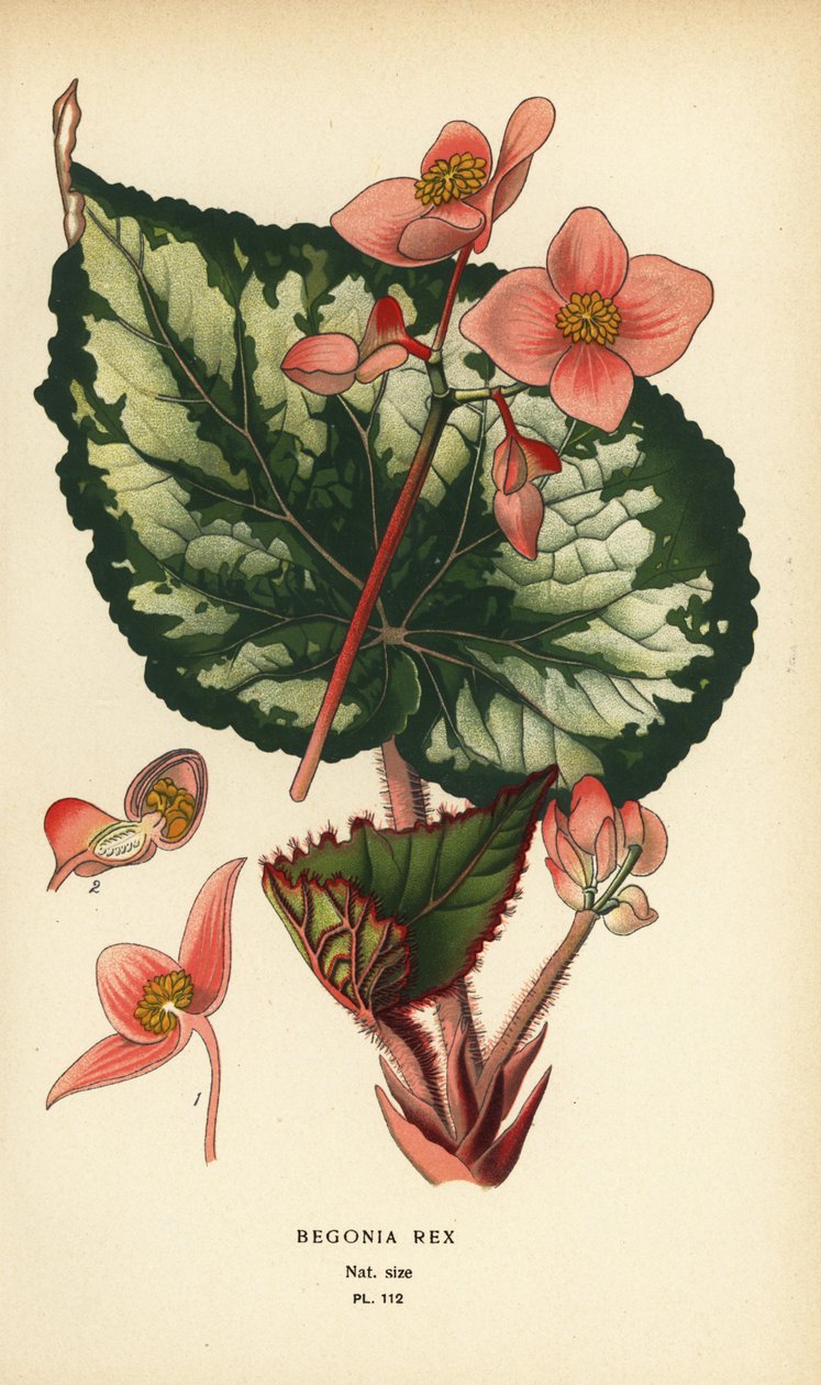 Begonia rex. alkotó: Désiré Georges Jean Marie Bois