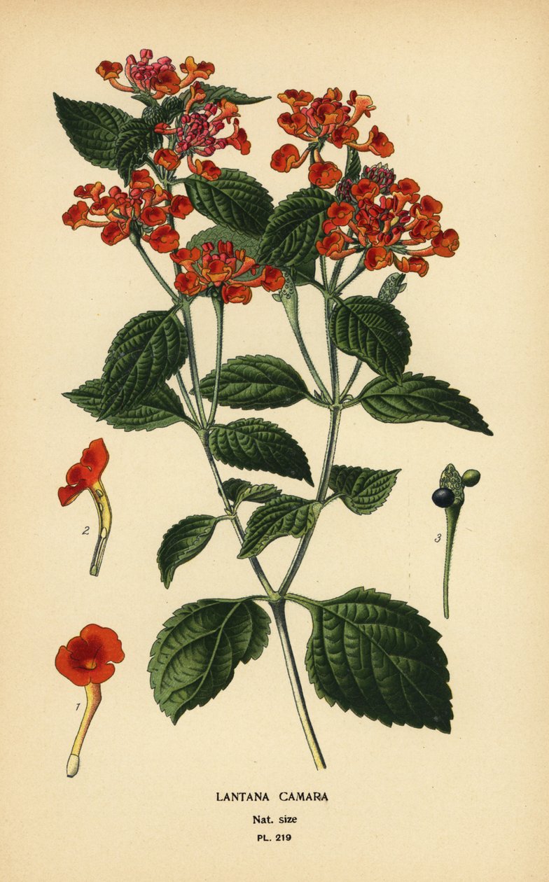 Nagy zsálya, ghaneri vagy kullancsbogyó, Lantana camara. Kromolitográfia Desire Bois illusztrációjából Edward Step kedvenc virágai a kertből és az üvegházból, Frederick Warne, London alkotó: Désiré Georges Jean Marie Bois