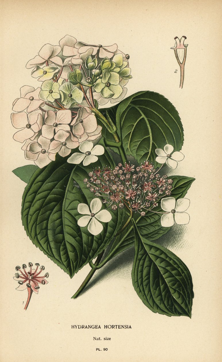 Nagylevelű hortenzia, Hortenzia macrophylla. alkotó: Désiré Georges Jean Marie Bois