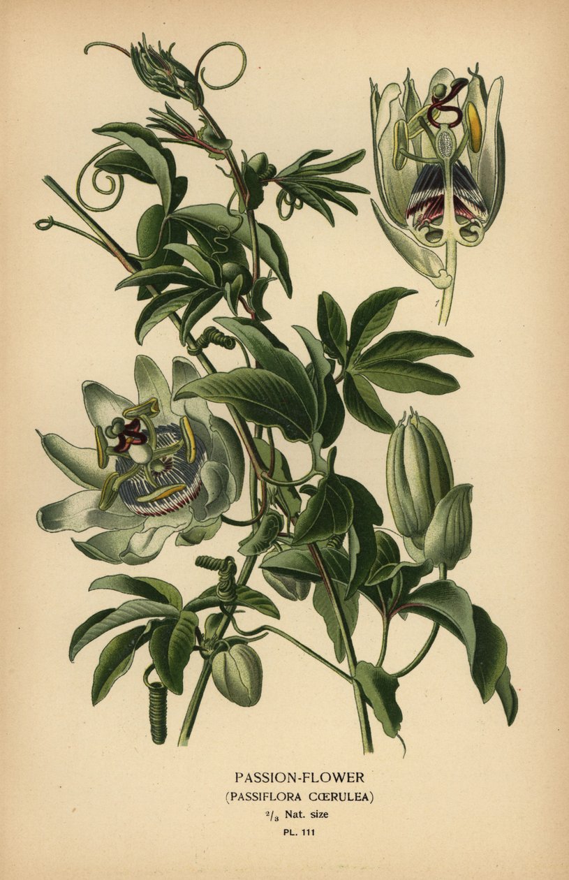 Kék golgotavirág, Passiflora caerulea. alkotó: Désiré Georges Jean Marie Bois