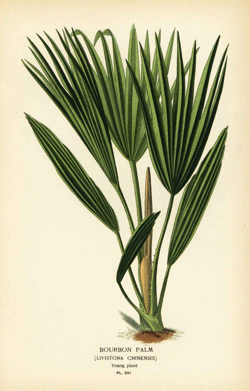 Bourbon pálma vagy kínai legyezőpálma, Livistona chinensis. Kromolitográfia Desire Bois illusztrációjából Edward Step kedvenc virágai a kertből és az üvegházból, Frederick Warne, London alkotó: Désiré Georges Jean Marie Bois
