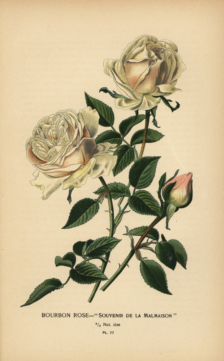 Bourbon rózsa, emléktárgy Malmaisonból. alkotó: Désiré Georges Jean Marie Bois