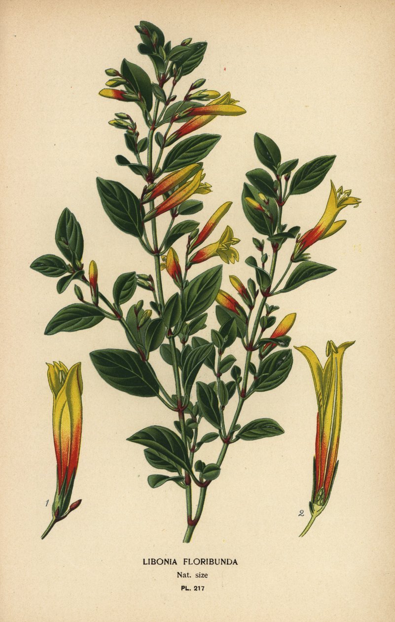 brazil fukszia, Justicia floribunda (Libonia floribunda). Kromolitográfia Desire Bois illusztrációjából Edward Step kedvenc virágai a kertből és az üvegházból, Frederick Warne, London alkotó: Désiré Georges Jean Marie Bois