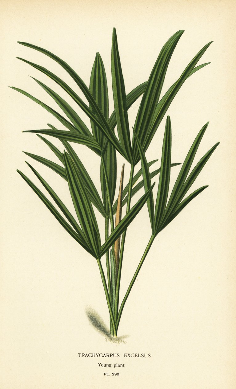 Széleslevelű nőpálma vagy bambuszpálma, Rhapis excelsa (Trachycarpus excelsus). Kromolitográfia Desire Bois illusztrációjából Edward Step kedvenc virágai a kertből és az üvegházból, Frederick Warne, London alkotó: Désiré Georges Jean Marie Bois