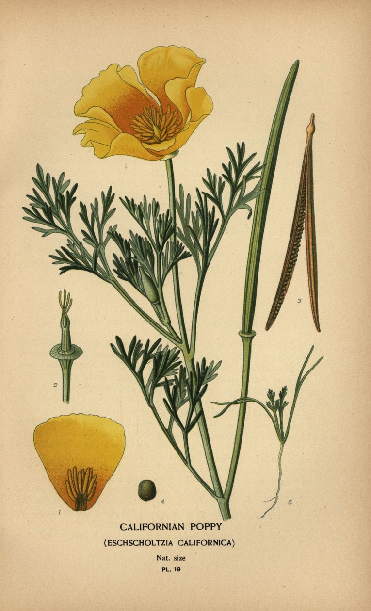 Kaliforniai mák, Eschscholzia californica alkotó: Désiré Georges Jean Marie Bois