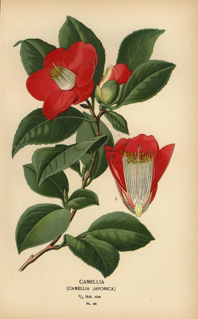 Camellia, Camellia japonica. alkotó: Désiré Georges Jean Marie Bois