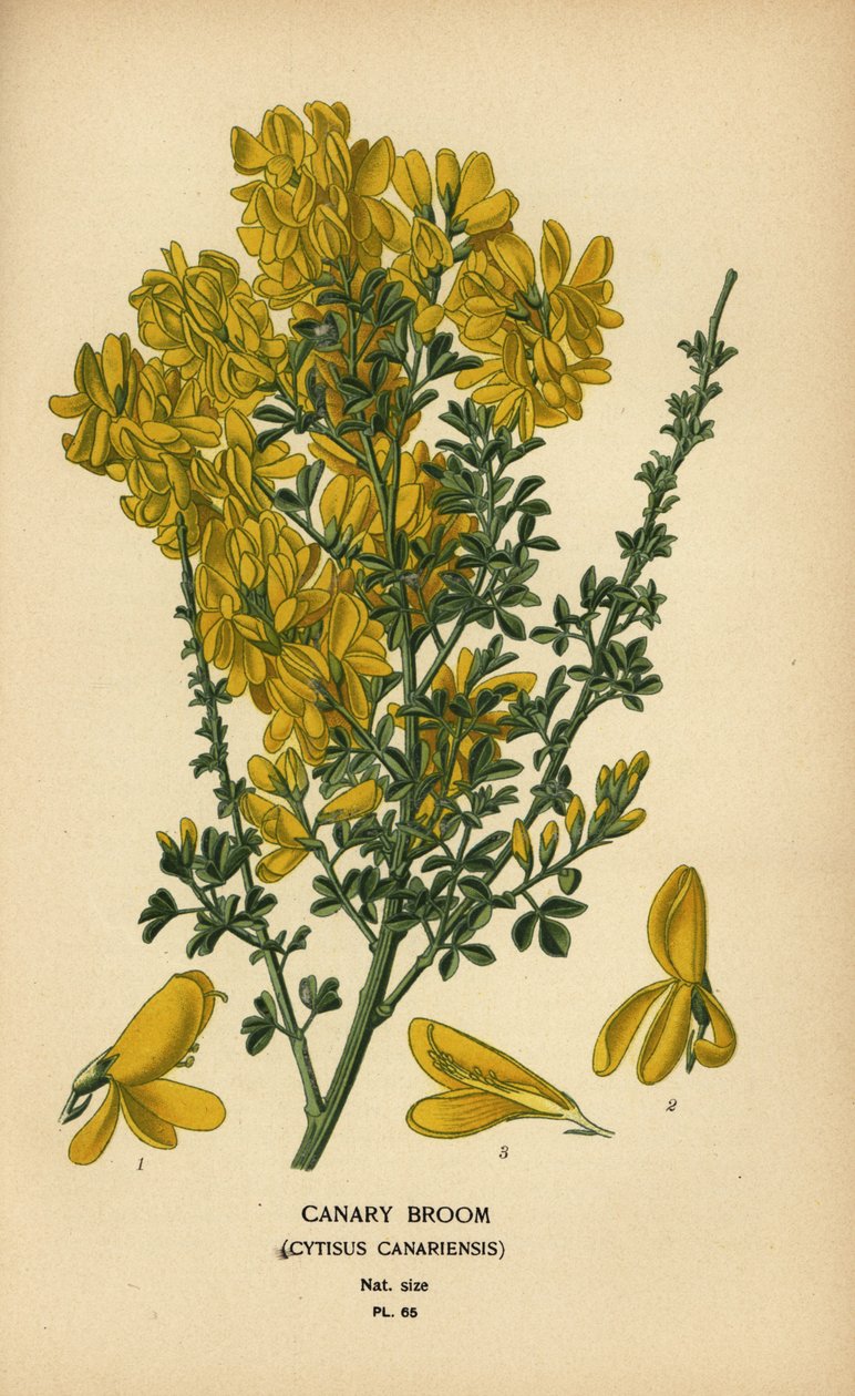 Kanári seprű, Genista canariensis. alkotó: Désiré Georges Jean Marie Bois
