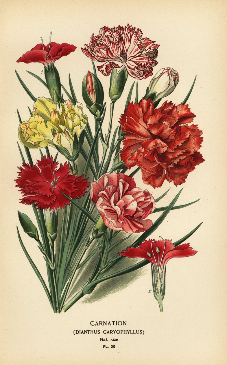 Szegfű, Dianthus caryophyllus. alkotó: Désiré Georges Jean Marie Bois