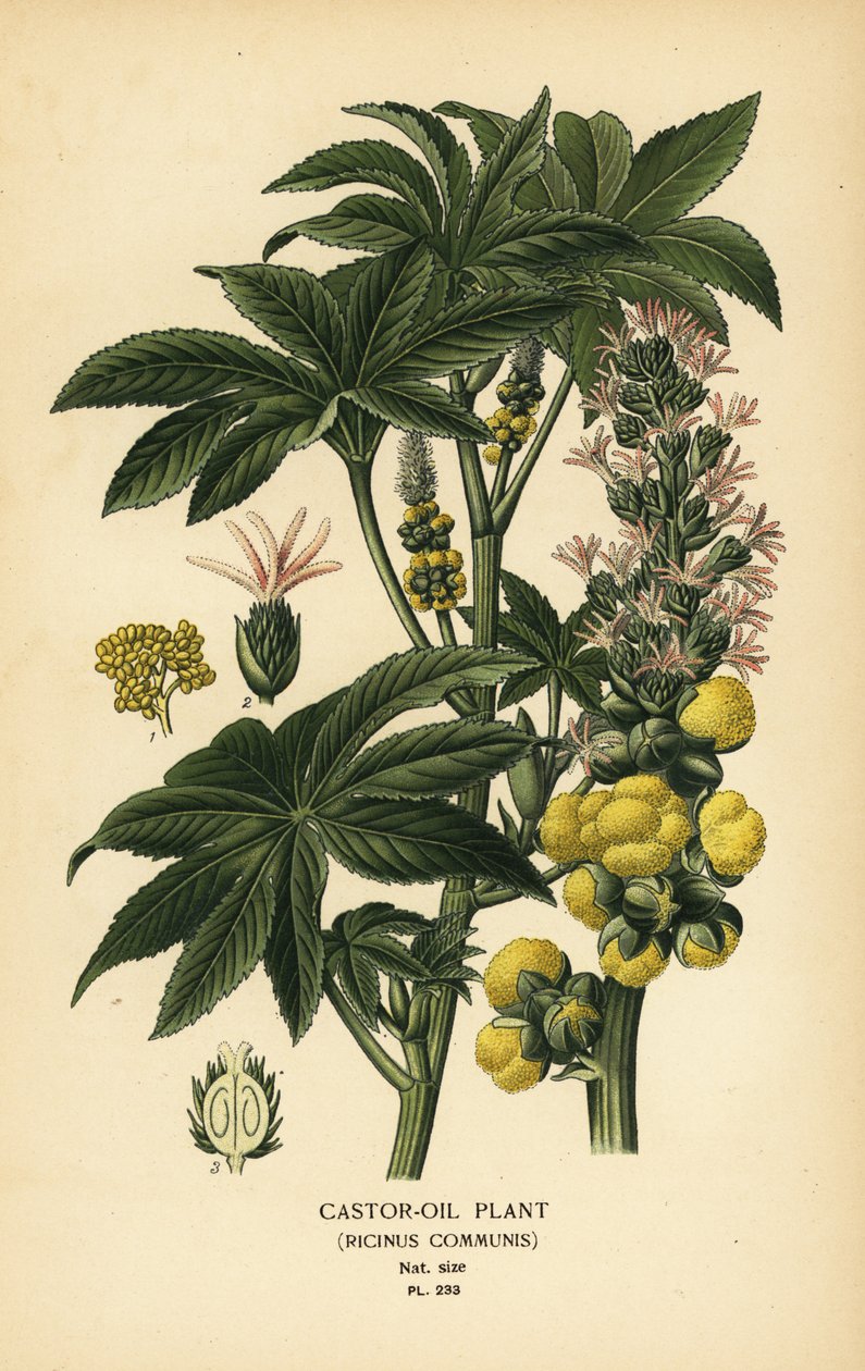 Ricinus communis ricinusolaj növény. Kromolitográfia Desire Bois illusztrációjából Edward Step kedvenc virágai a kertből és az üvegházból, Frederick Warne, London alkotó: Désiré Georges Jean Marie Bois
