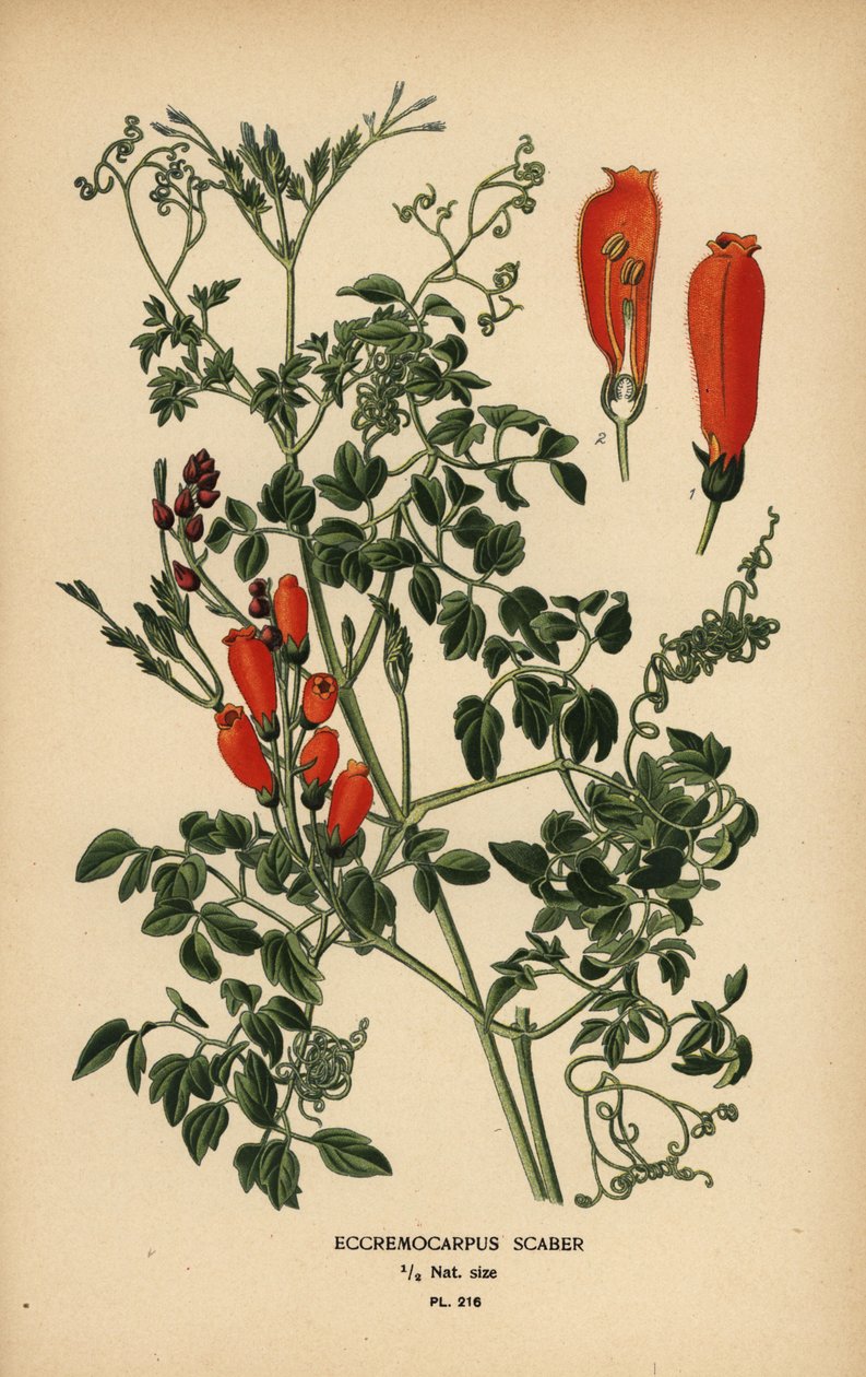 Chilei dicsőség-virág, Eccremocarpus scaber. alkotó: Désiré Georges Jean Marie Bois