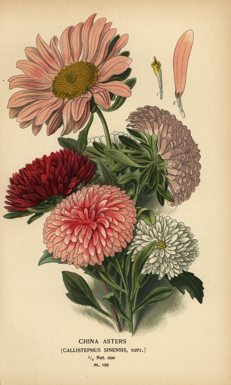 Kínai őszirózsa fajták, Callistephus x sinensis. alkotó: Désiré Georges Jean Marie Bois