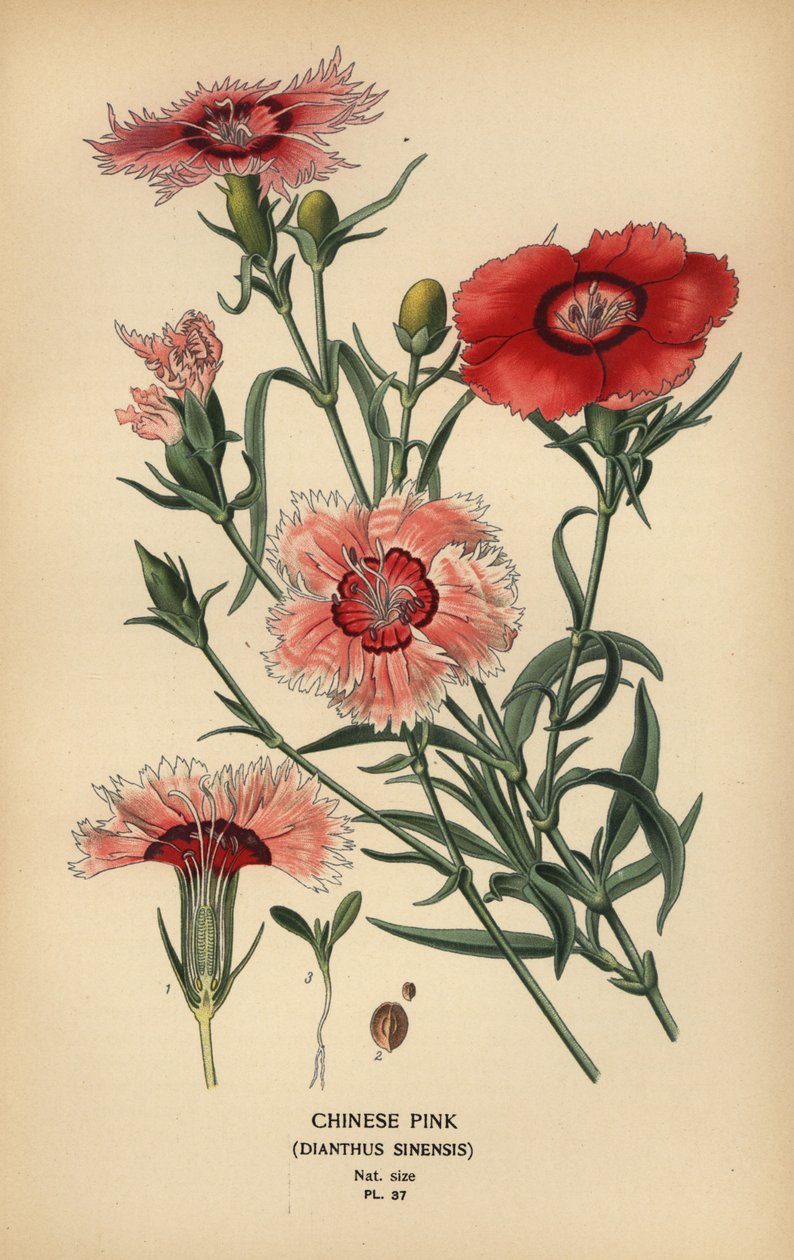 Kínai rózsaszín, Dianthus chinensis. alkotó: Désiré Georges Jean Marie Bois