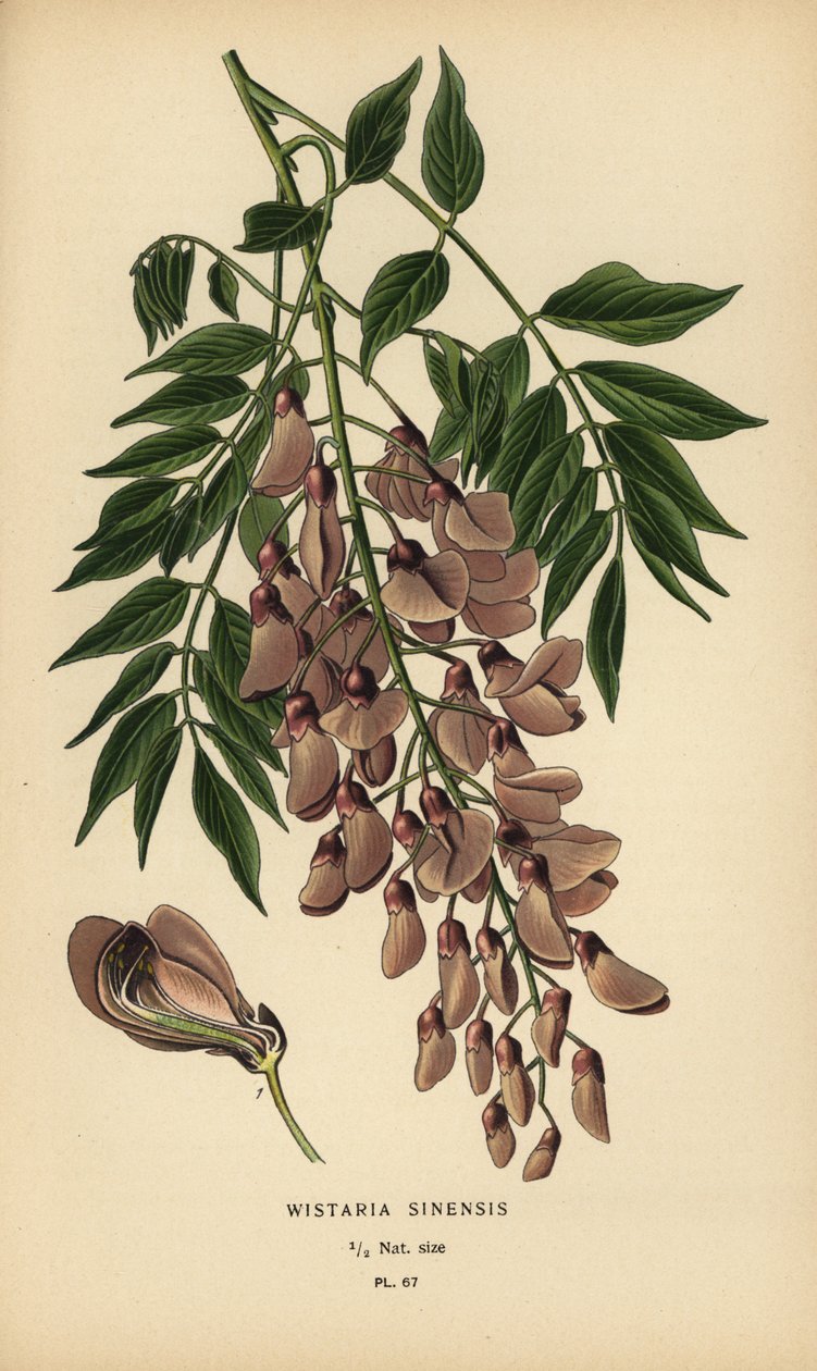 kínai wisteria, Wisteria sinensis. alkotó: Désiré Georges Jean Marie Bois