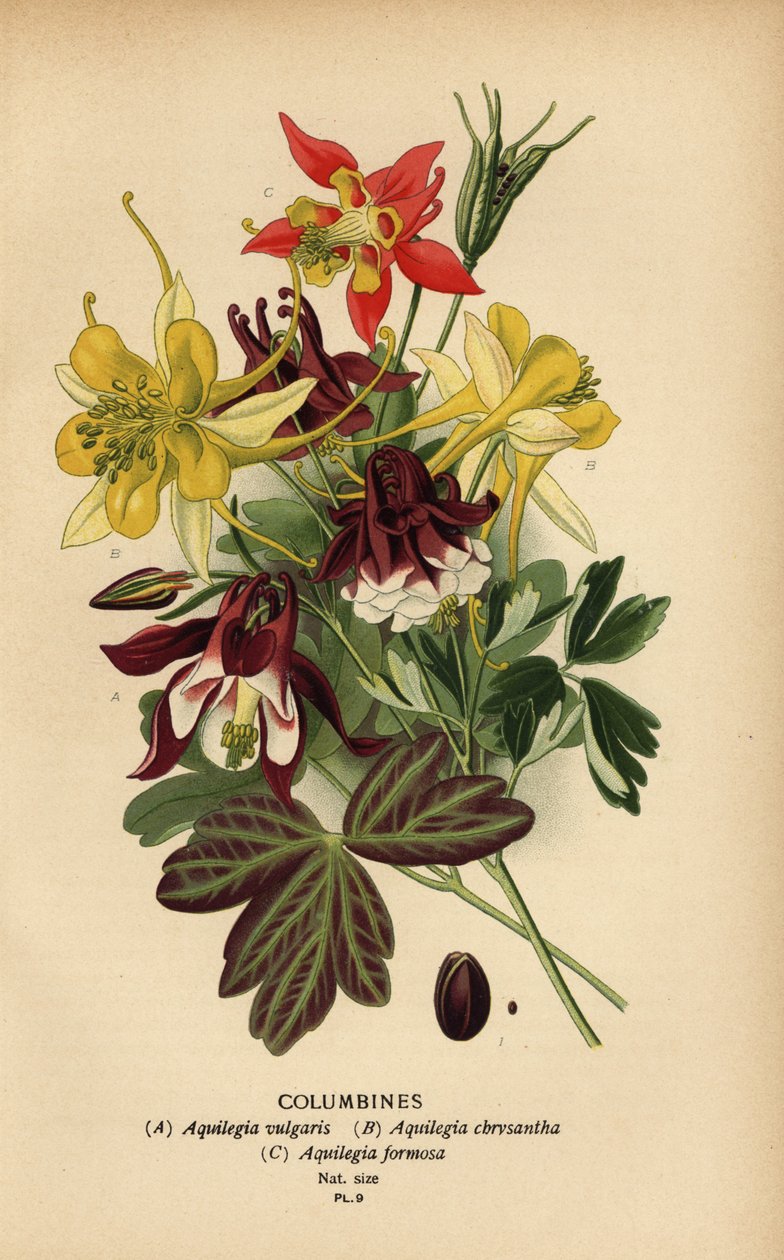 Columbines, Aquilegia fajok. alkotó: Désiré Georges Jean Marie Bois