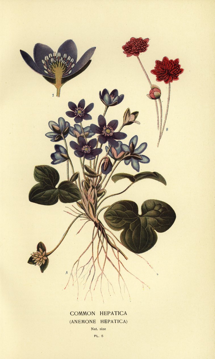 Közönséges hepatica, Anemone hepatica. alkotó: Désiré Georges Jean Marie Bois