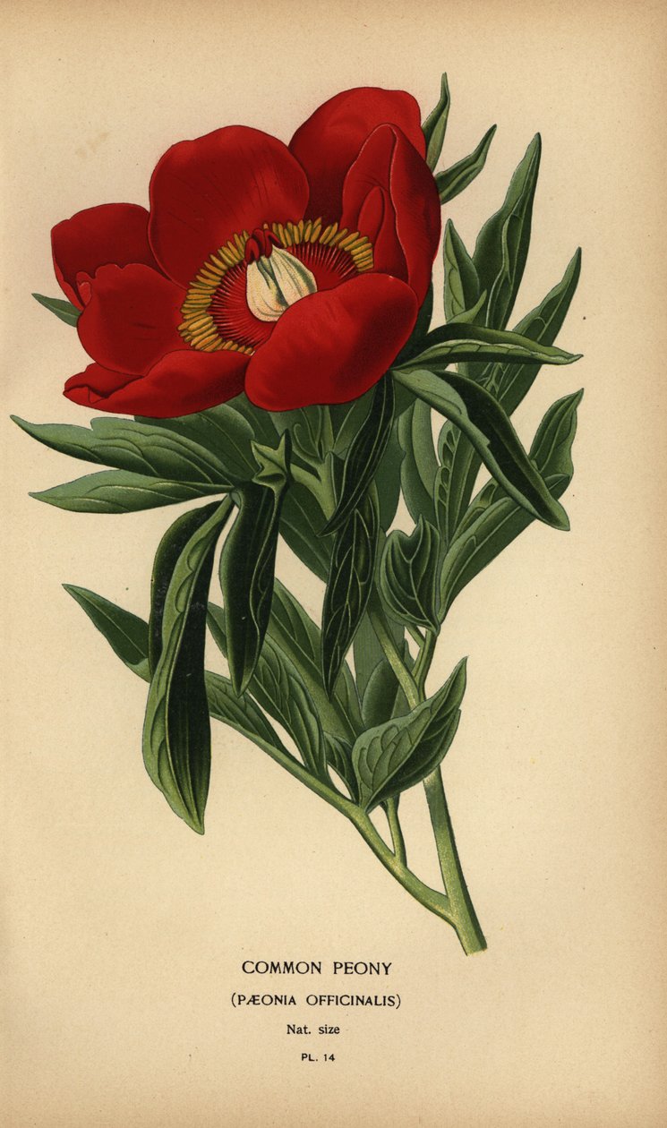 Közönséges bazsarózsa, Paeonia officinalis. alkotó: Désiré Georges Jean Marie Bois