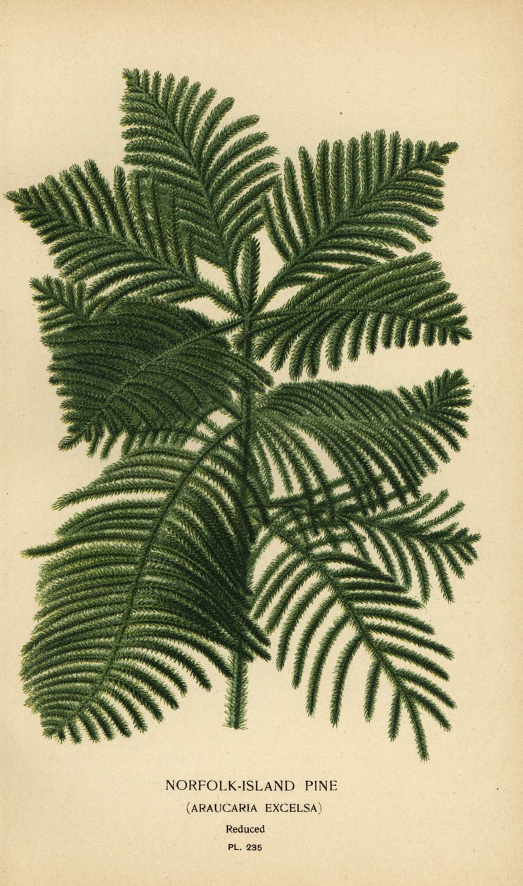 Cook fenyő, Araucaria columnaris. (Norfolk-szigeti fenyő, Araucaria excelsa). Kromolitográfia Desire Bois illusztrációjából Edward Step kedvenc virágai a kertből és az üvegházból, Frederick Warne, London alkotó: Désiré Georges Jean Marie Bois