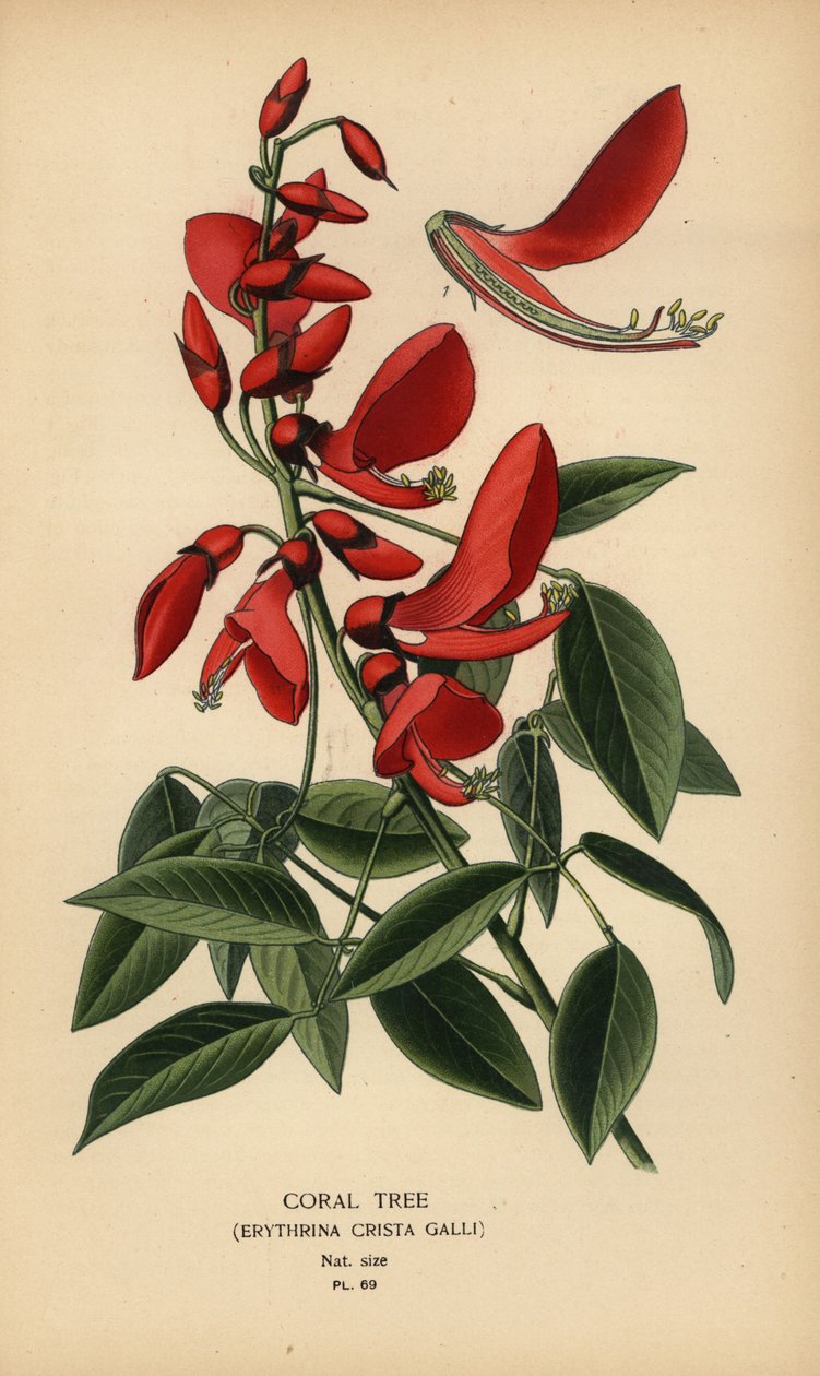 Korallfa, Erythrina crista-galli. alkotó: Désiré Georges Jean Marie Bois