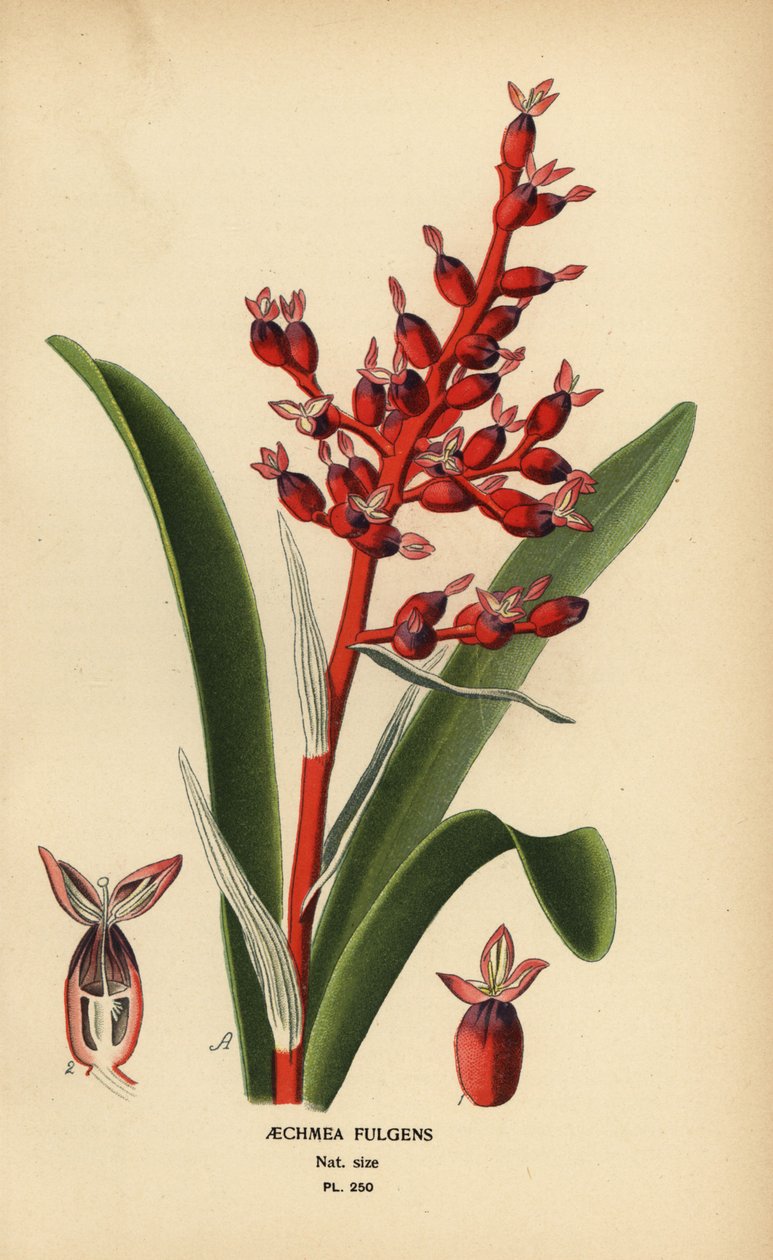 Korálfa, Aechmea fulgens. Kromolitográfia Desire Bois illusztrációjából Edward Step kedvenc virágai a kertből és az üvegházból, Frederick Warne, London alkotó: Désiré Georges Jean Marie Bois