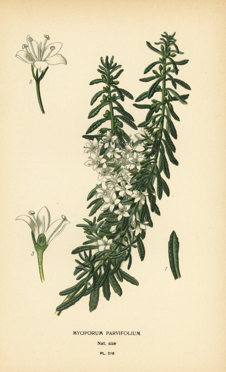Kúszó boobialla, Myoporum parvifolium. Kromolitográfia Desire Bois illusztrációjából Edward Step kedvenc virágai a kertből és az üvegházból, Frederick Warne, London alkotó: Désiré Georges Jean Marie Bois