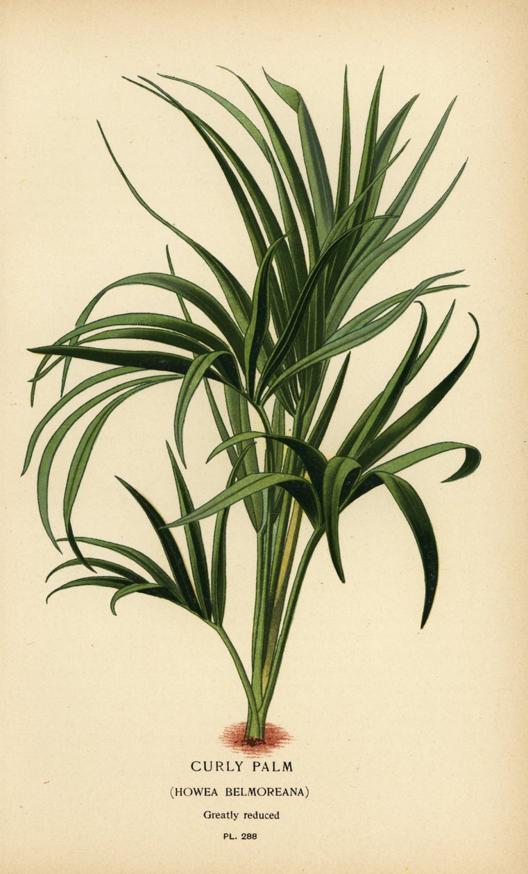 Göndör tenyér, Howea belmoreana. Sebezhető. Kromolitográfia Desire Bois illusztrációjából Edward Step kedvenc virágai a kertből és az üvegházból, Frederick Warne, London alkotó: Désiré Georges Jean Marie Bois