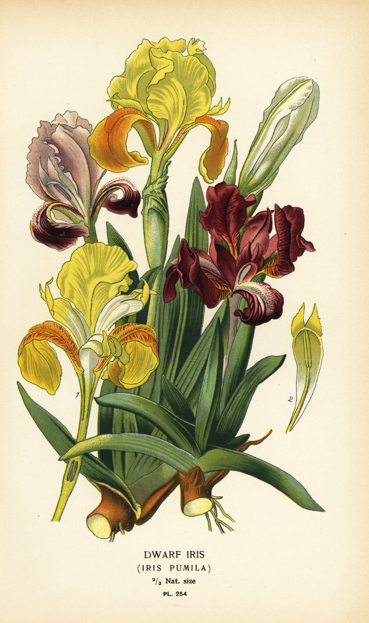 Törpe írisz, Iris pumila. Kromolitográfia Desire Bois illusztrációjából Edward Step kedvenc virágai a kertből és az üvegházból, Frederick Warne, London alkotó: Désiré Georges Jean Marie Bois