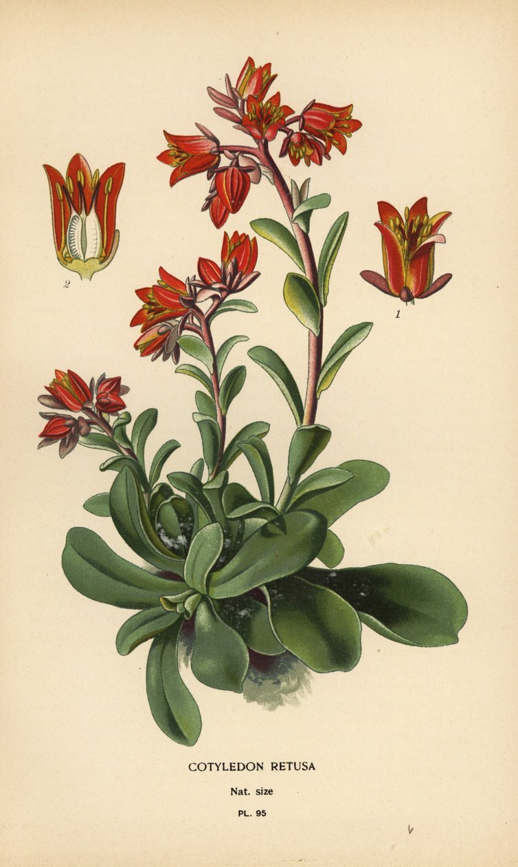 Ragyogó Echeveria. alkotó: Désiré Georges Jean Marie Bois