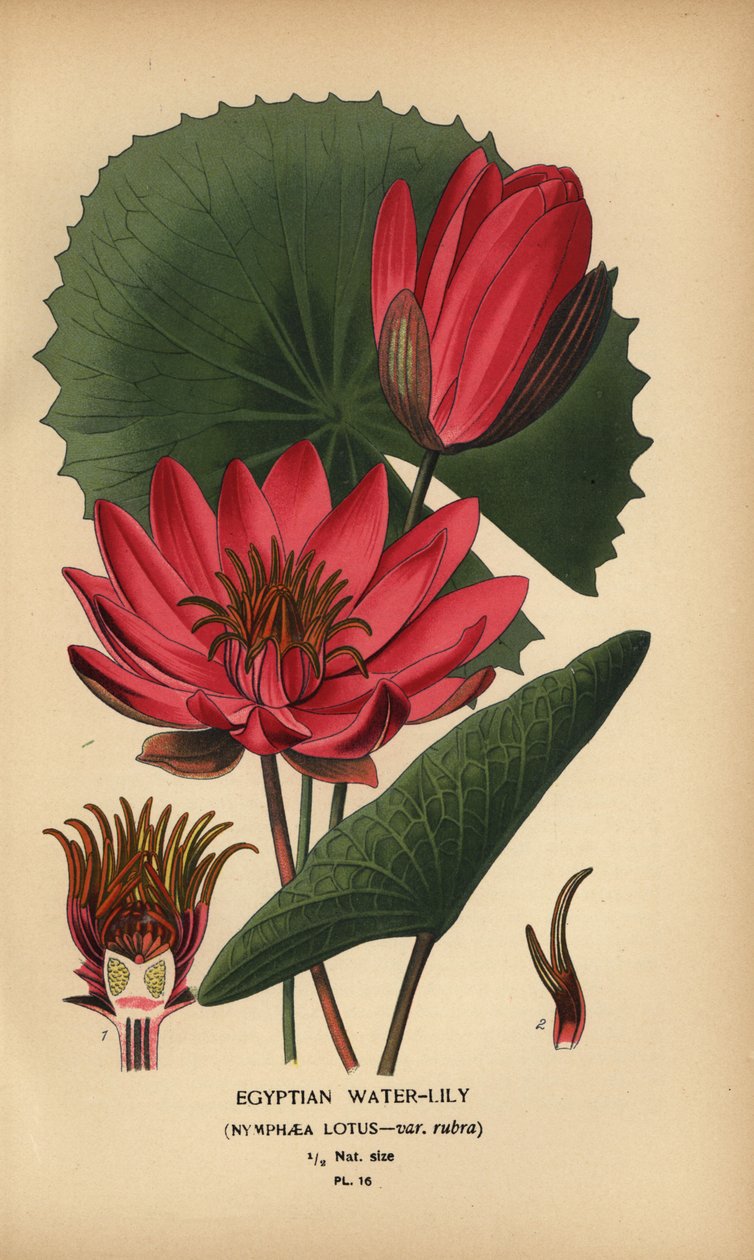 Egyiptomi tavirózsa, Nymphaea lotus. alkotó: Désiré Georges Jean Marie Bois