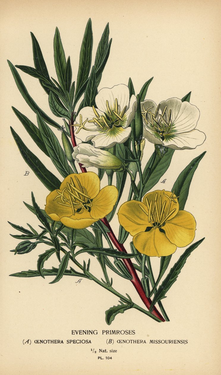 Ligetszépe. alkotó: Désiré Georges Jean Marie Bois