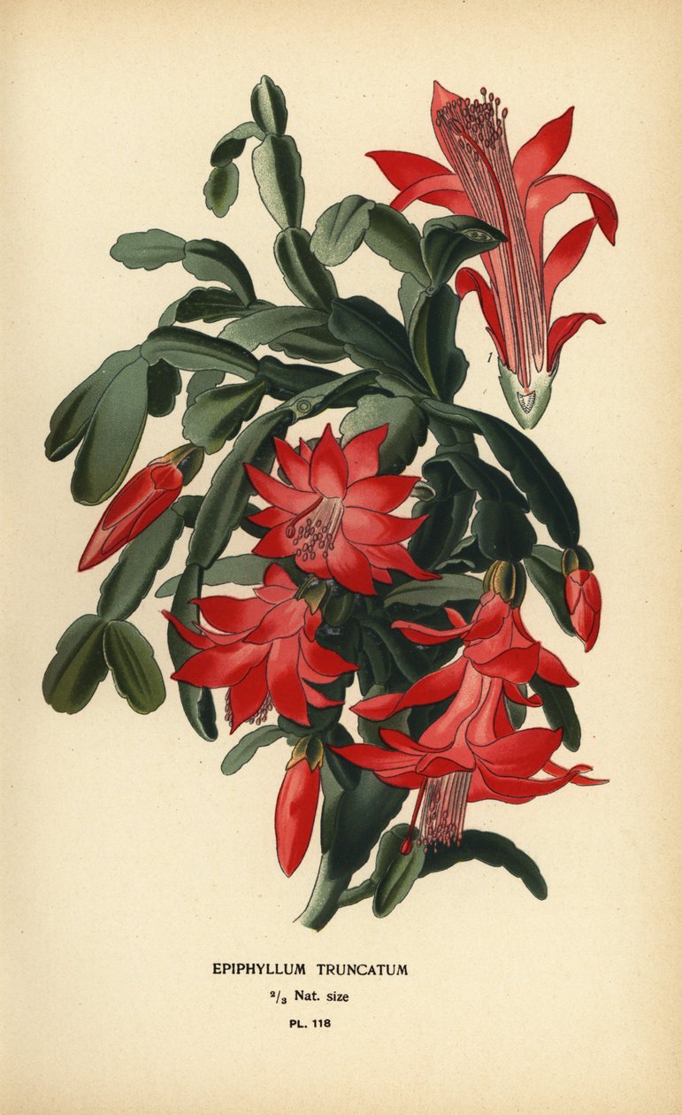 Hamis karácsonyi kaktusz, Schlumbergera truncata. alkotó: Désiré Georges Jean Marie Bois