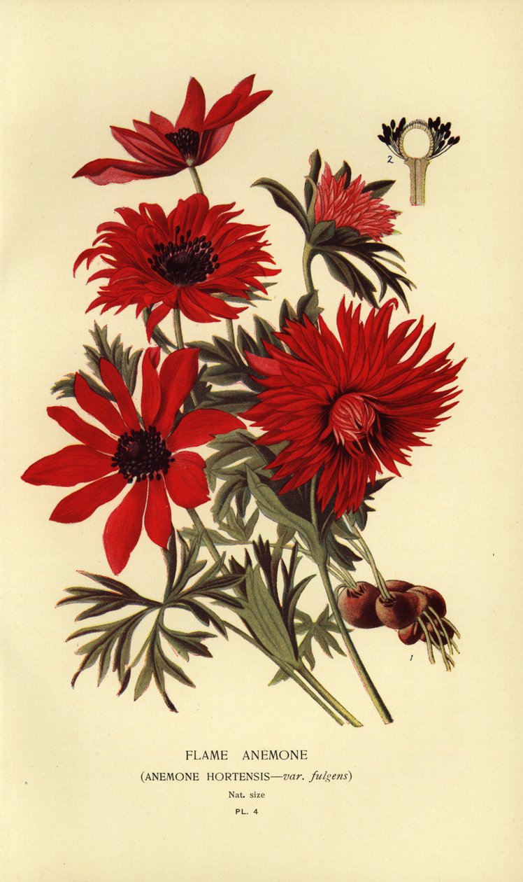 Lángkökörcsin, Anemone hortensis. alkotó: Désiré Georges Jean Marie Bois