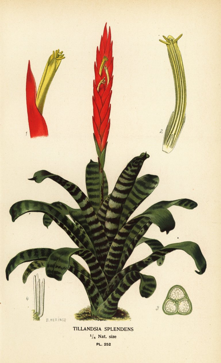 Lángoló kard, Vriesea splendens (Tillandsia splendens). Kromolitográfia B. Herincq illusztrációjából, Edward Step kedvenc virágai a kertből és az üvegházból, Frederick Warne, London alkotó: Désiré Georges Jean Marie Bois