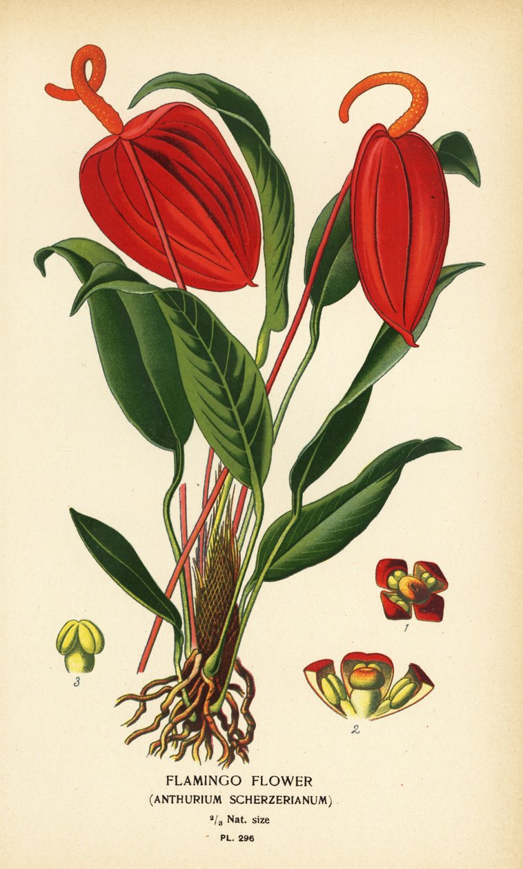 Flamingó virág, Anthurium scherzerianum. Kromolitográfia Desire Bois illusztrációjából Edward Step kedvenc virágai a kertből és az üvegházból, Frederick Warne, London alkotó: Désiré Georges Jean Marie Bois