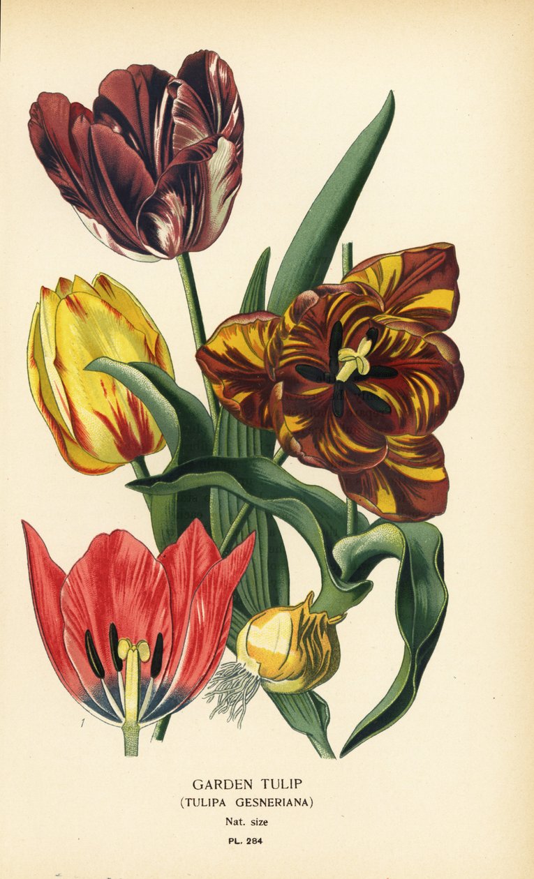 Kerti tulipán, Tulipa gesneriana. Kromolitográfia Desire Bois illusztrációjából Edward Step kedvenc virágai a kertből és az üvegházból, Frederick Warne, London alkotó: Désiré Georges Jean Marie Bois