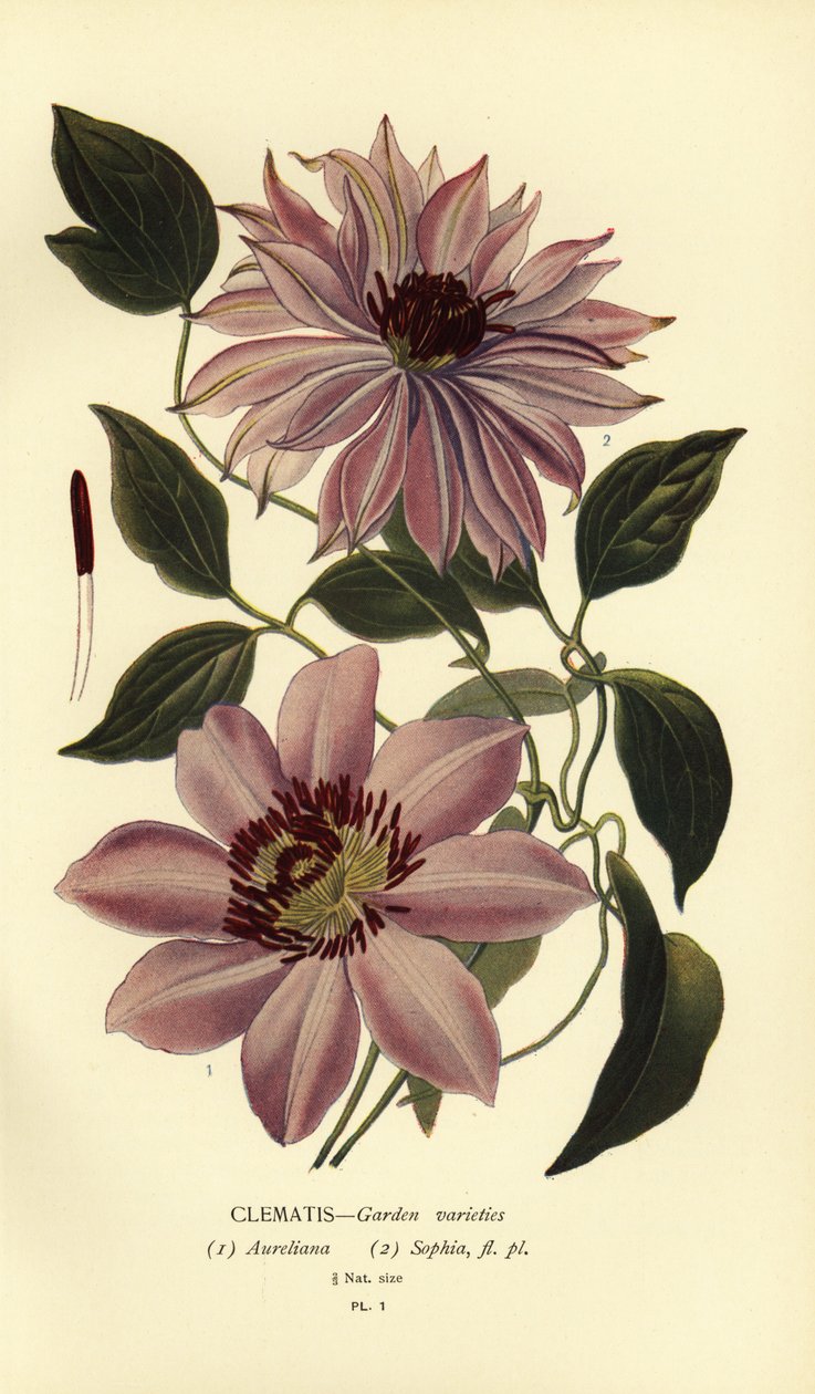 Garden varieties of clematis.   1401200   hu       hungarian Successfully Translated  Original: Varieties of butterflies, moths, etc.,1841 (lithograph) Translat: Varieties of butterflies, moths, etc.,1841 (lithograph) 1409536 hu hungarian Successfully Tran alkotó: Désiré Georges Jean Marie Bois