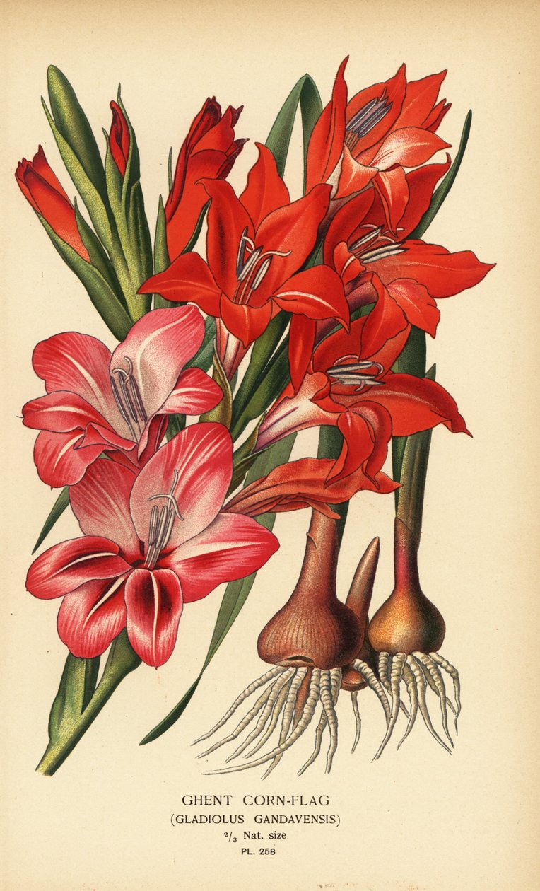 Genti kukoricazászló, Gladiolus x gandavensis. Kromolitográfia Desire Bois illusztrációjából Edward Step kedvenc virágai a kertből és az üvegházból, Frederick Warne, London alkotó: Désiré Georges Jean Marie Bois