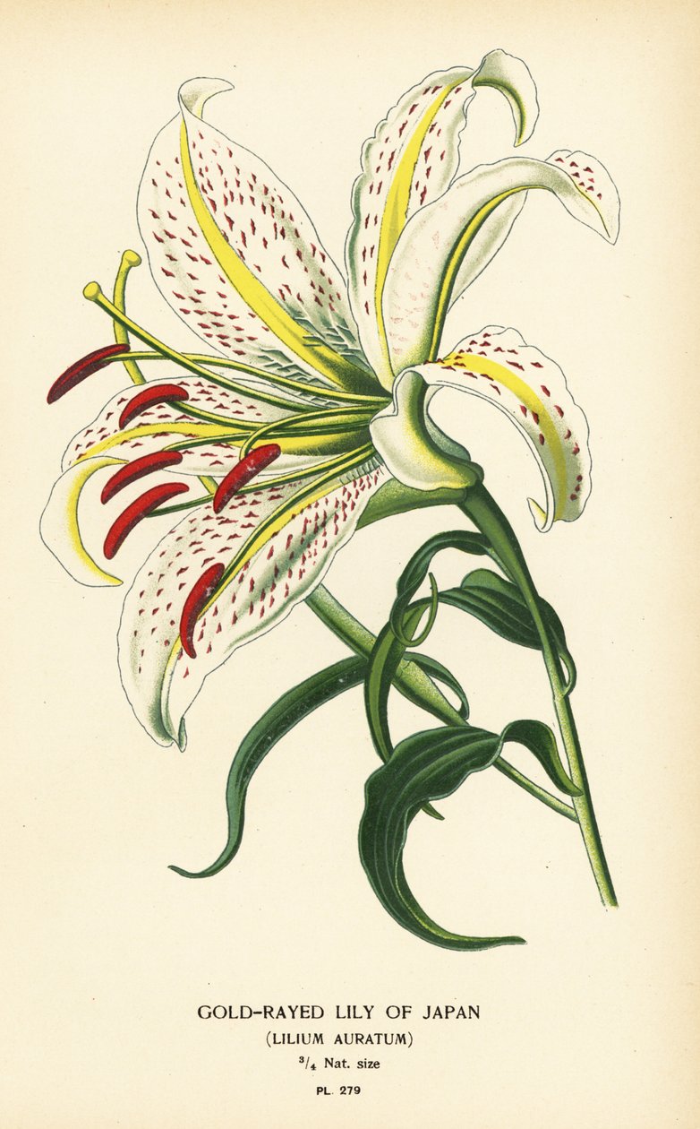 Aranysugaras japán liliom vagy yamayuri, Lilium auratum. Kromolitográfia Desire Bois illusztrációjából Edward Step kedvenc virágai a kertből és az üvegházból, Frederick Warne, London alkotó: Désiré Georges Jean Marie Bois