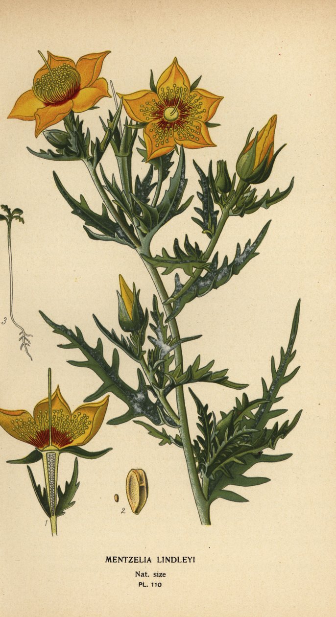 Golden bartonia vagy Lindley lángoló csillaga, Mentzelia lindleyi alkotó: Désiré Georges Jean Marie Bois