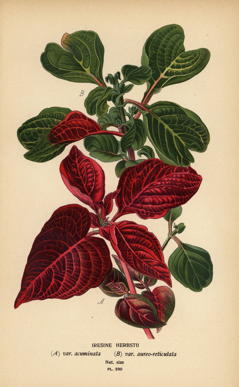 Herbst-féle vérlevelű fajták, Iresine herbstii a) var. acuminata, b) var. aureo-reticulata. Kromolitográfia Desire Bois illusztrációjából Edward Step kedvenc virágai a kertből és az üvegházból, Frederick Warne, London alkotó: Désiré Georges Jean Marie Bois