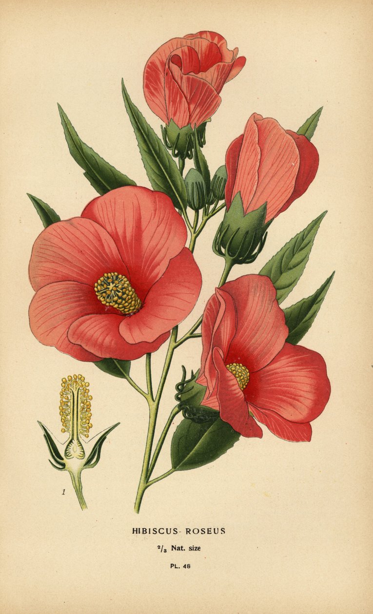 Hibiscus roseus. alkotó: Désiré Georges Jean Marie Bois